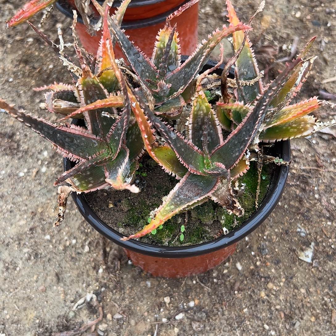 多肉植物珊瑚火芦荟