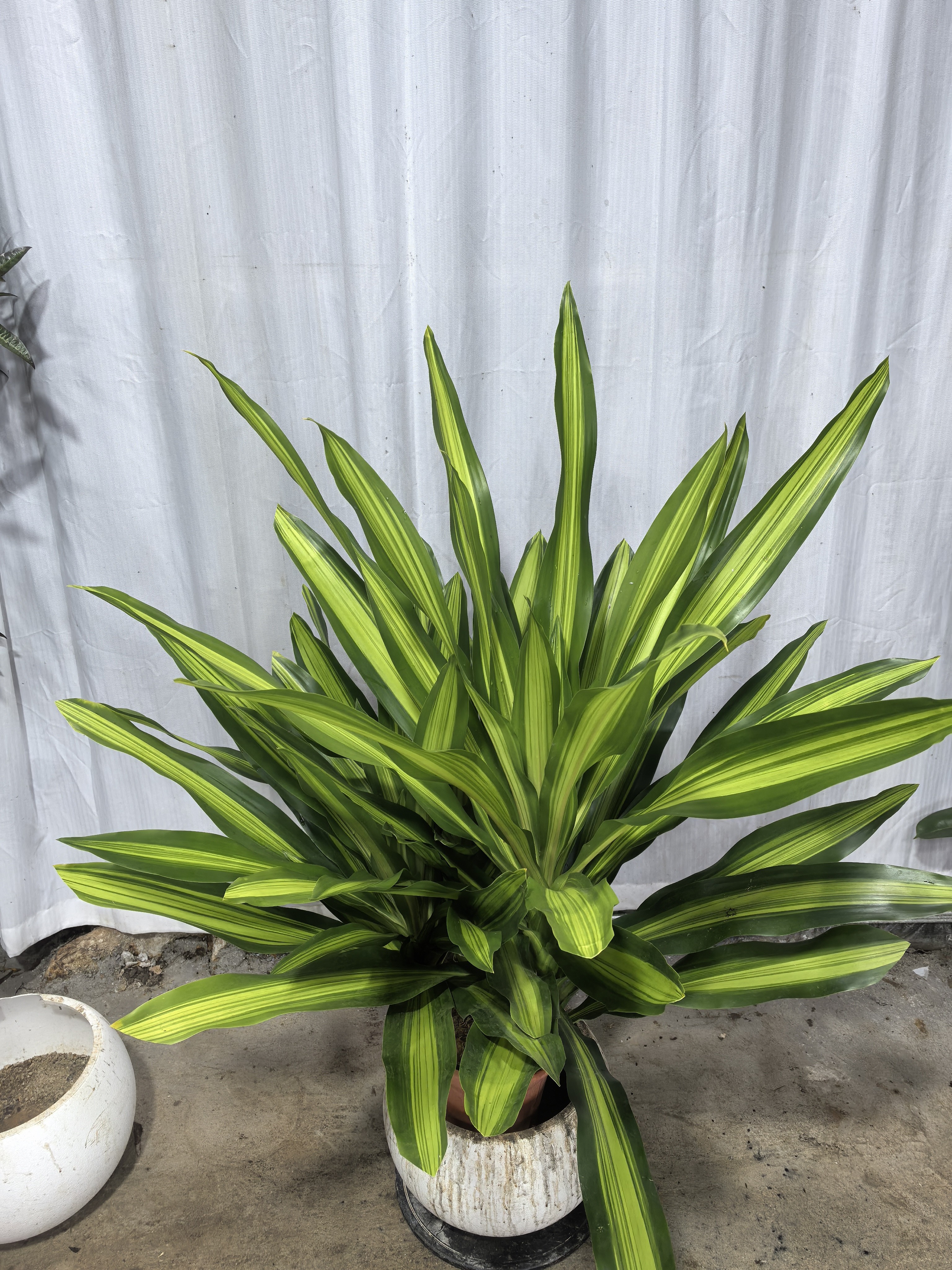 金芯巴西铁金芯荷花铁也门铁室内绿植四季常青吸甲醛好养活客厅