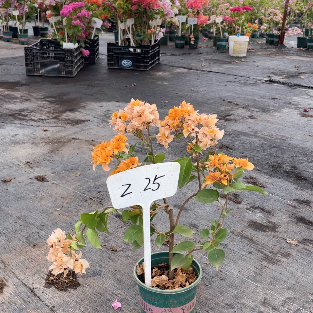 渴***忆大量花朵（建议范围：8朵-15朵 或40%以上）重瓣黄Z25