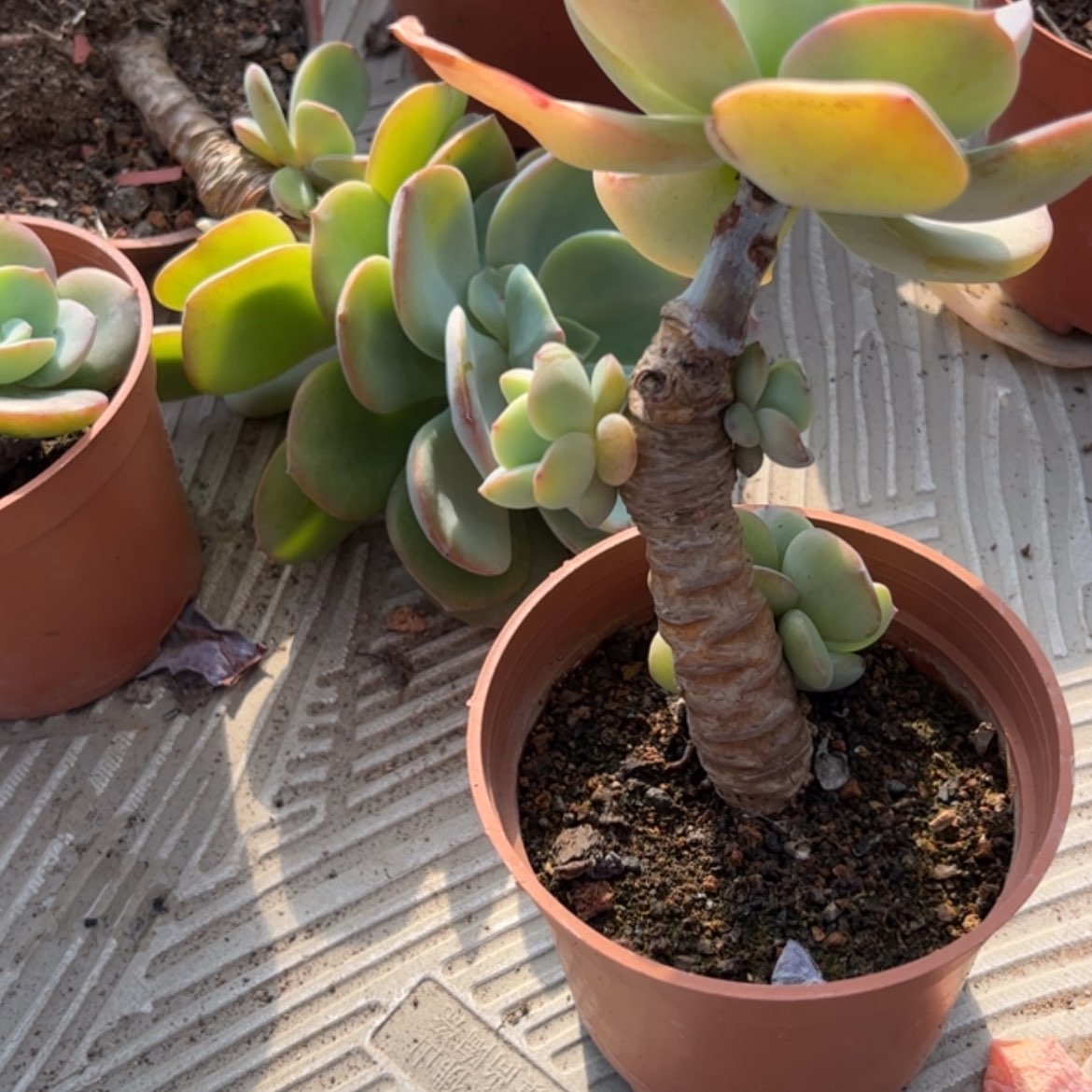 【闪购商品】无花朵菁*