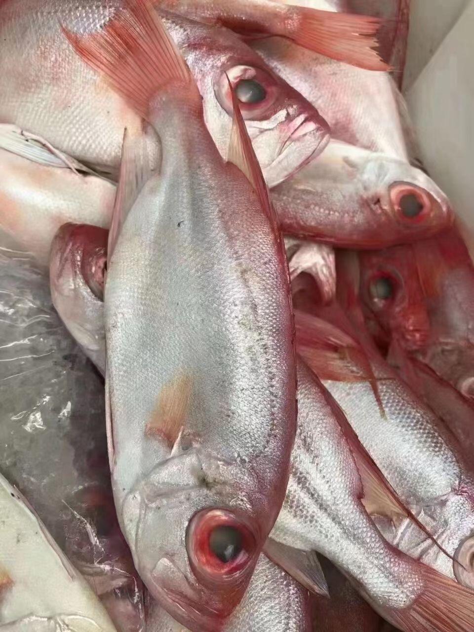 惠来县神泉本港红目鲢鱼 顺丰冷链