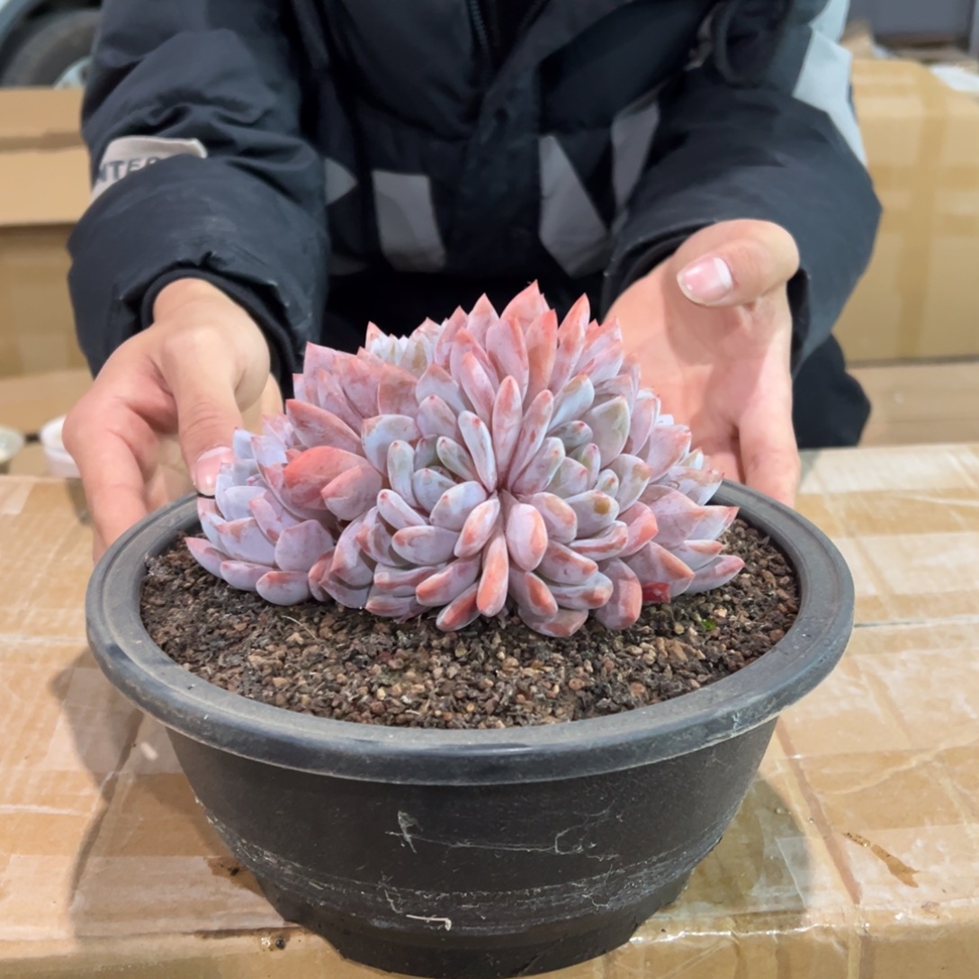 *****大盆1224-003十级礼