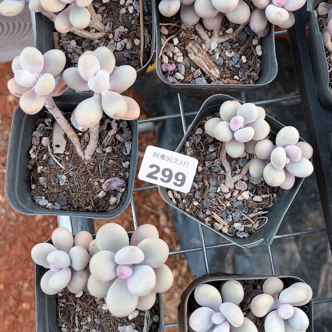 阿雅园艺。       299