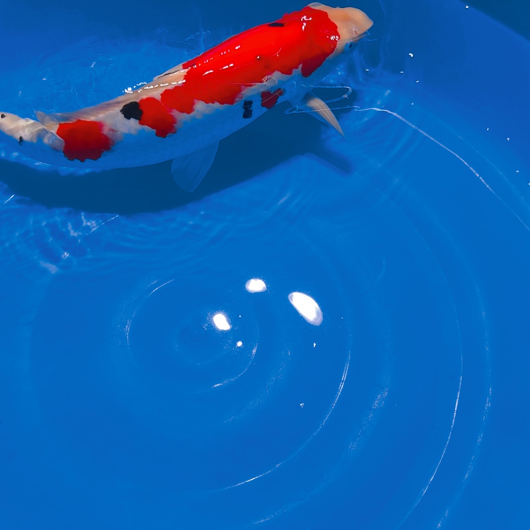 锦鲤大正锦鲤一条