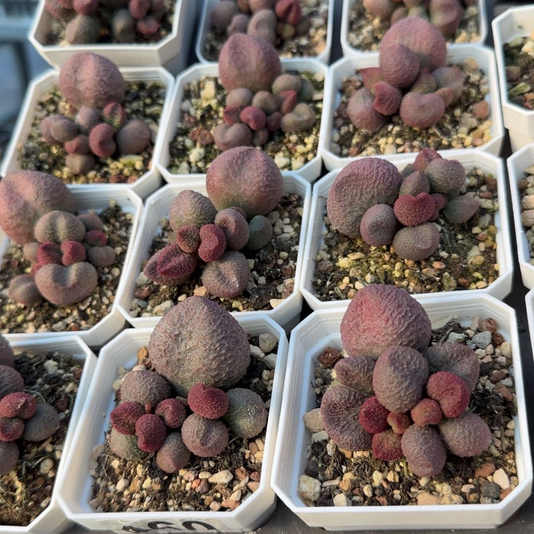 单颗水蜜桃量拍链接