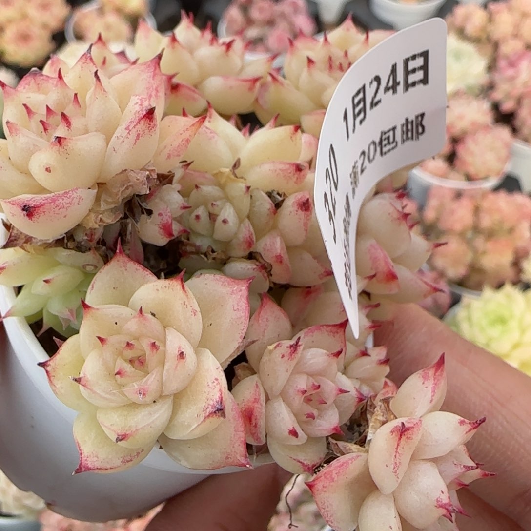 花语逸境0124-320散