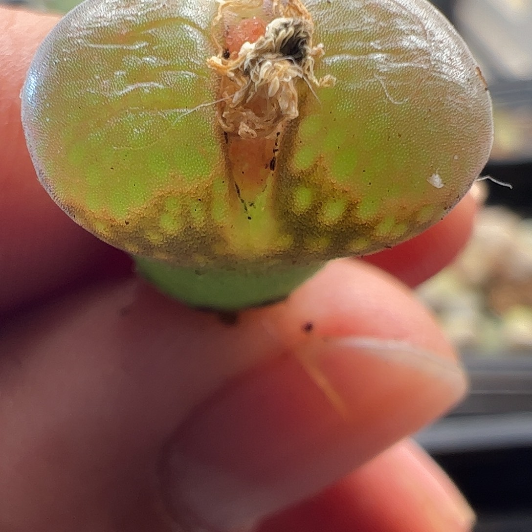 一物一拍AP种源PNSP大型风铃419