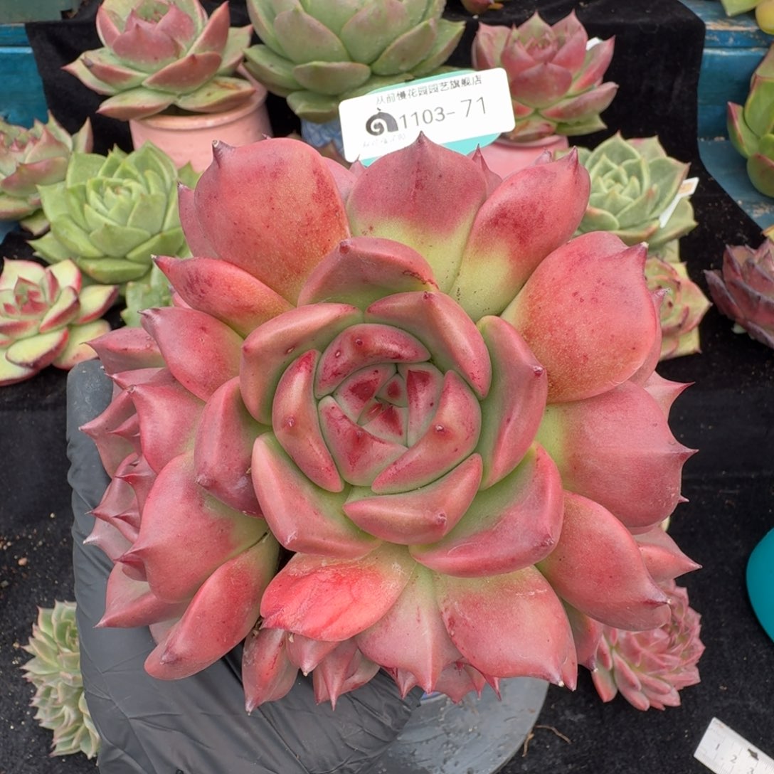 从前慢多肉精选编号1103.71