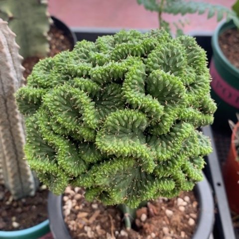 大九头龙缀10仙人球