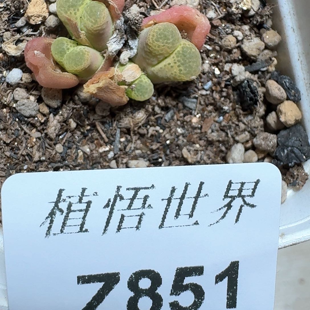 851号多肉植物哇cv