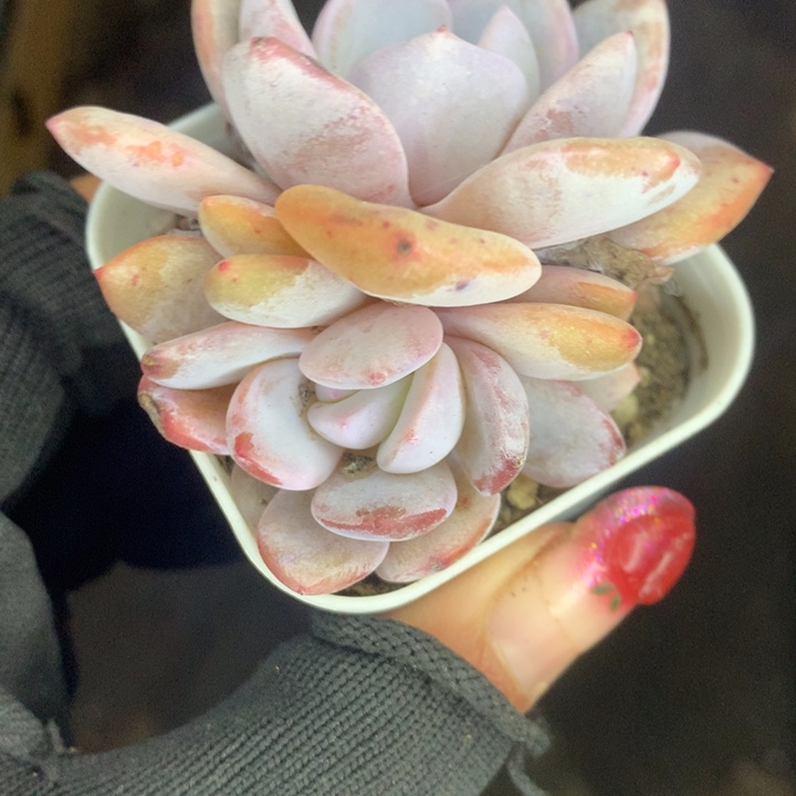 奶茶  双头  韩版  （满9.99包邮不满9.99发空盆）