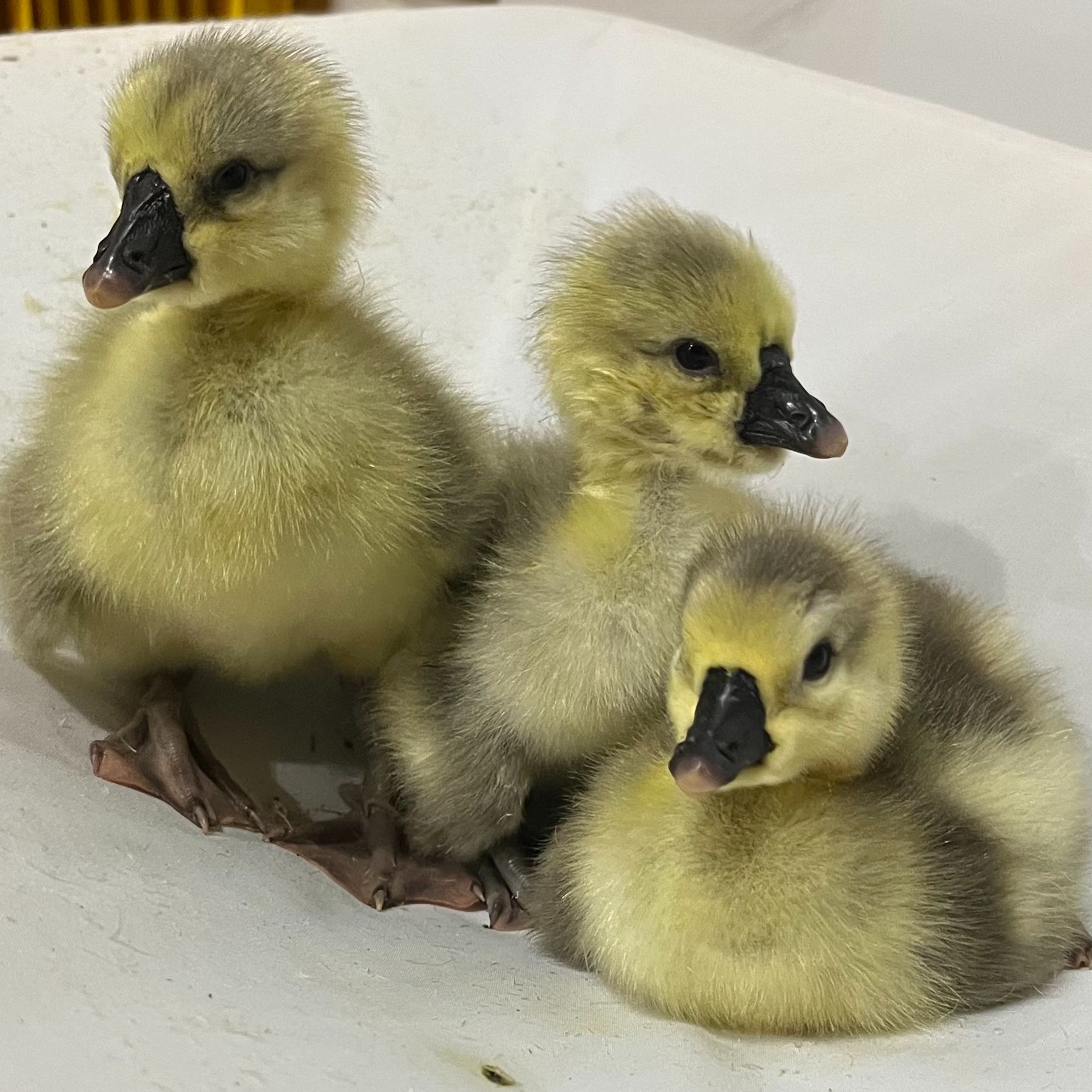 【淼淼养殖】直播间挑选可爱凤头网红宠物活体鸟禽