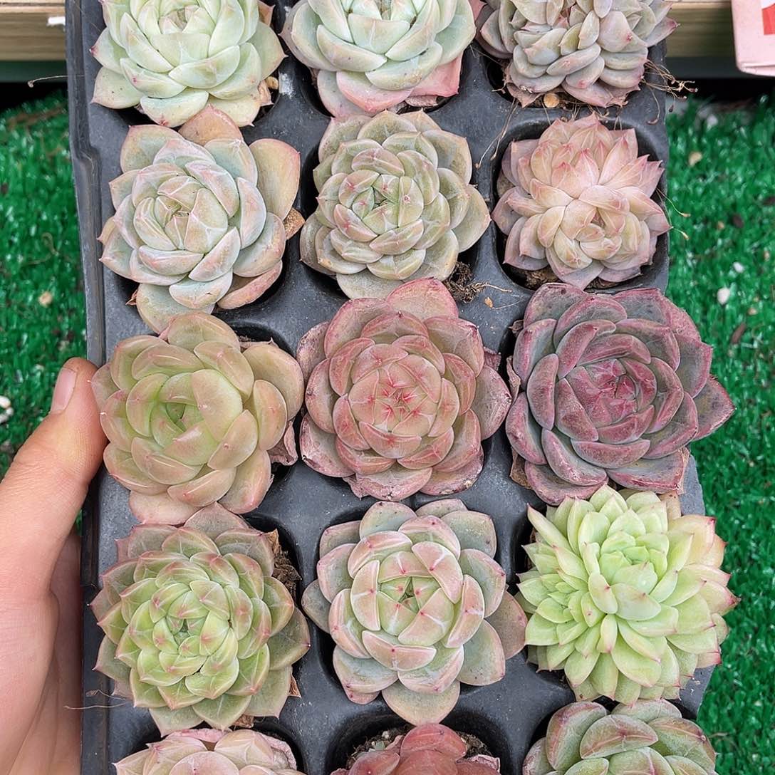 多肉植物一物一拍3-20