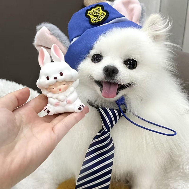 纯种博美幼犬活体茶杯犬小奶狗纯白色狗狗黄色博美长毛立耳犬
