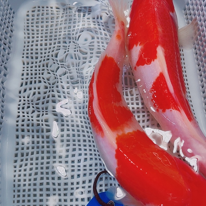 海水鱼锦鲤观赏鱼5