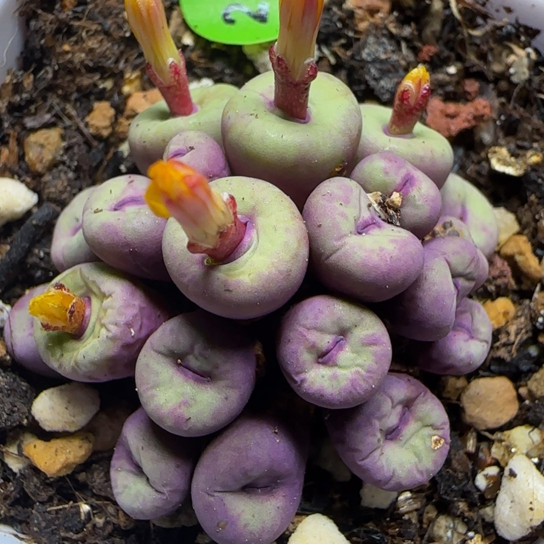 小红嘴群20头多肉植物254