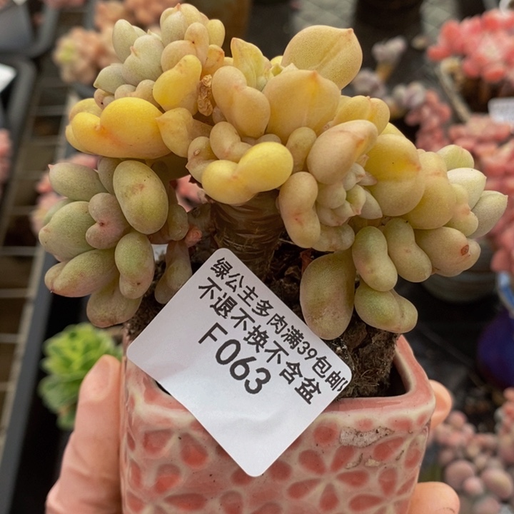 比尔盖茨树9cm063多肉植物