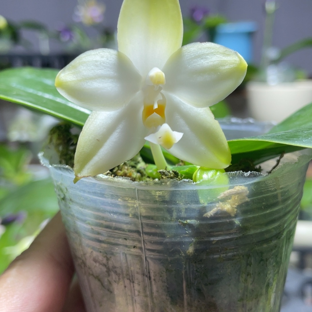 完全开放108叶瑕花期不保