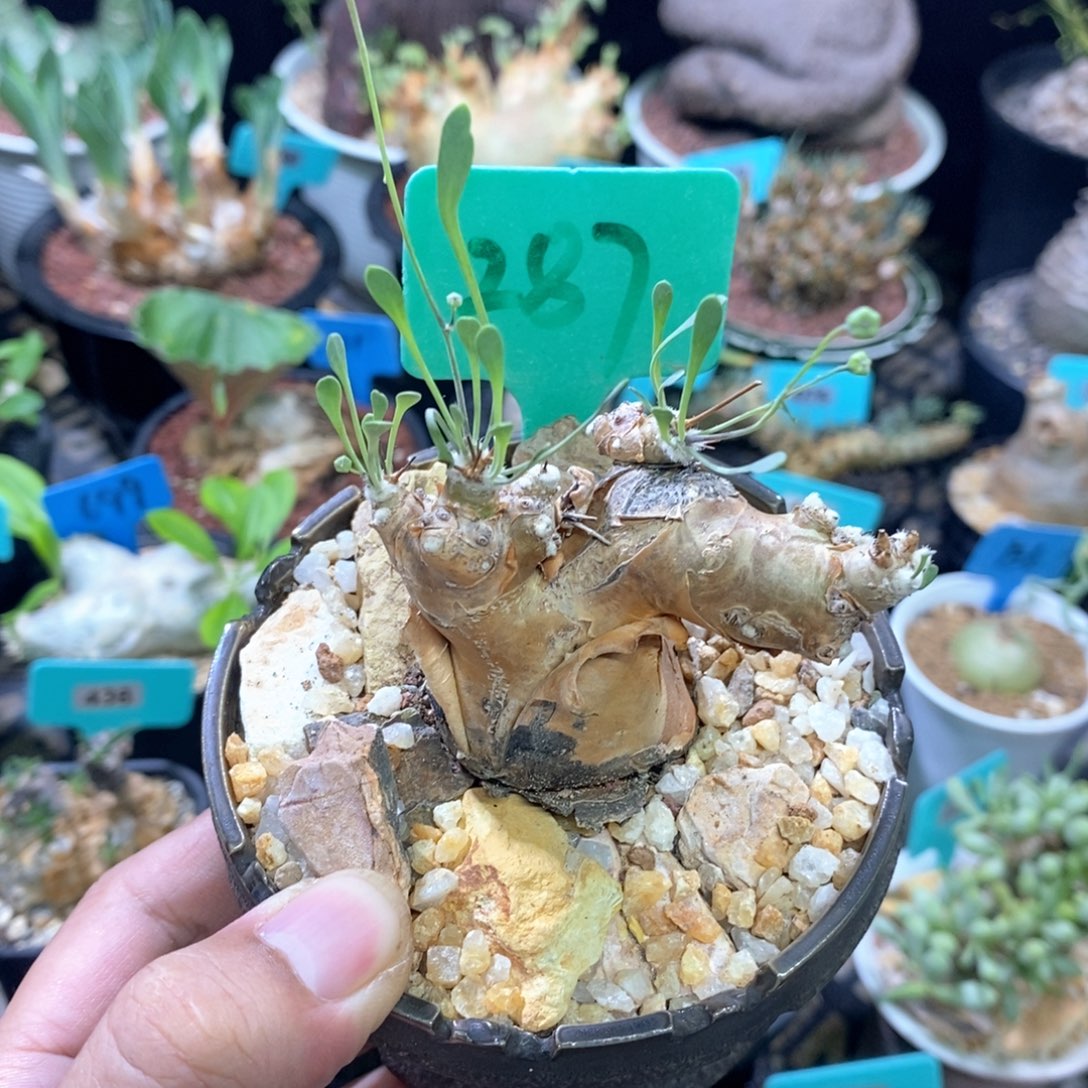 产地开普敦厚炖菊