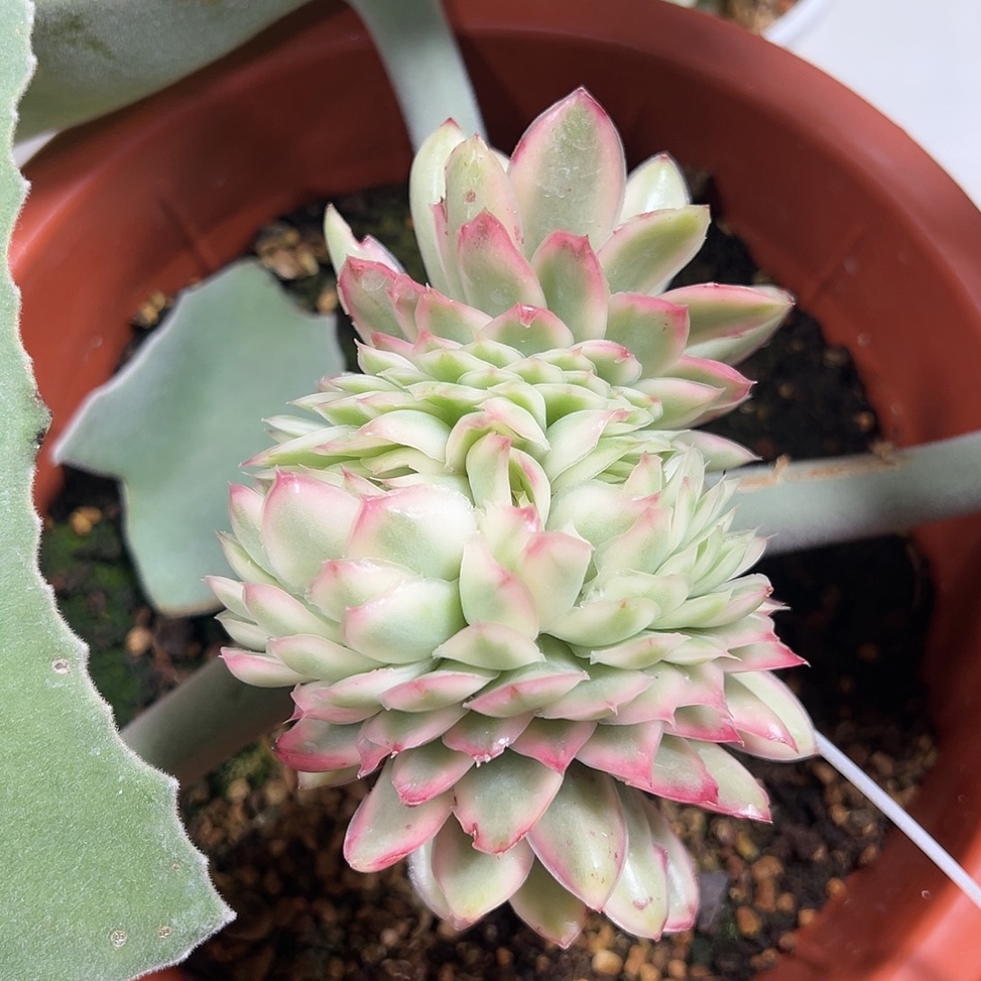 紫蝴蝶锦缀嫁接多肉