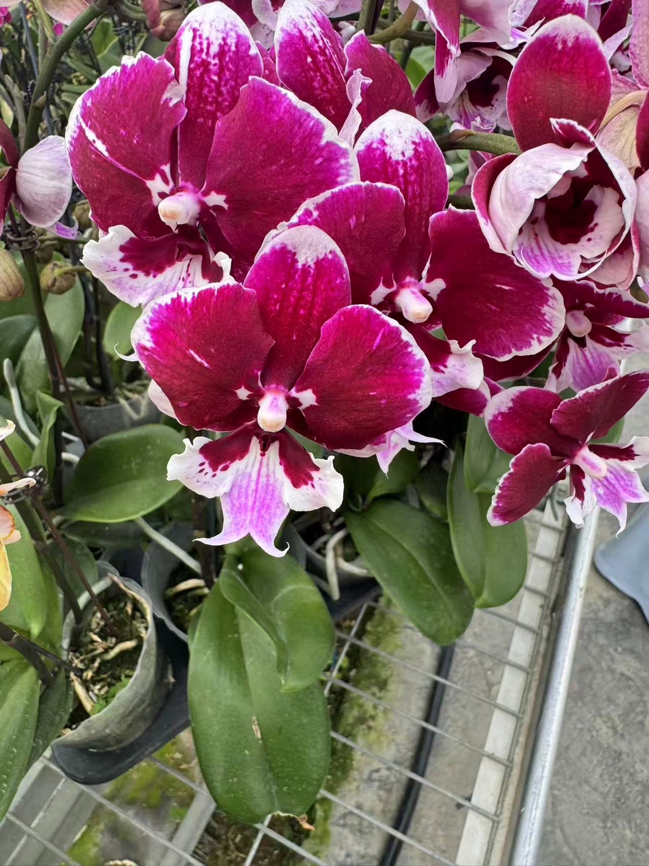 花之恋【玫瑰酱】蝴蝶兰鲜花