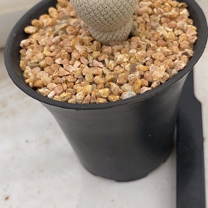 曼***羅月世界属小人帽子一个仙人球