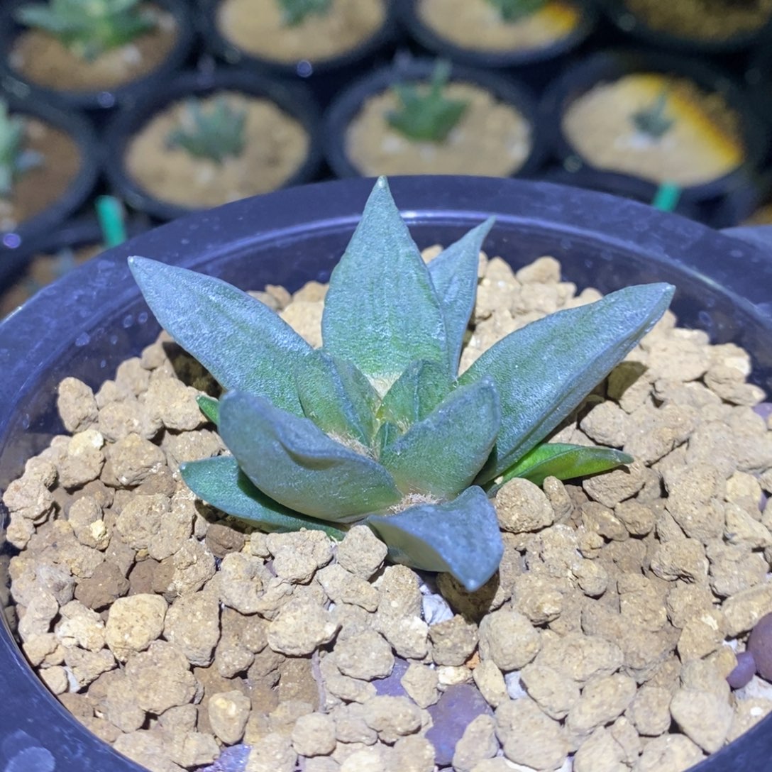 实生龙角福利6.2cm