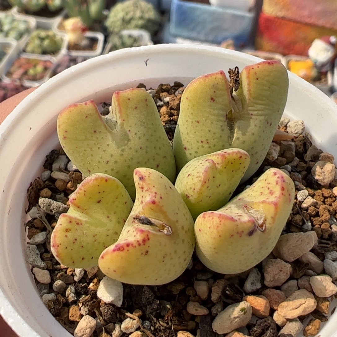 751多肉植物百科