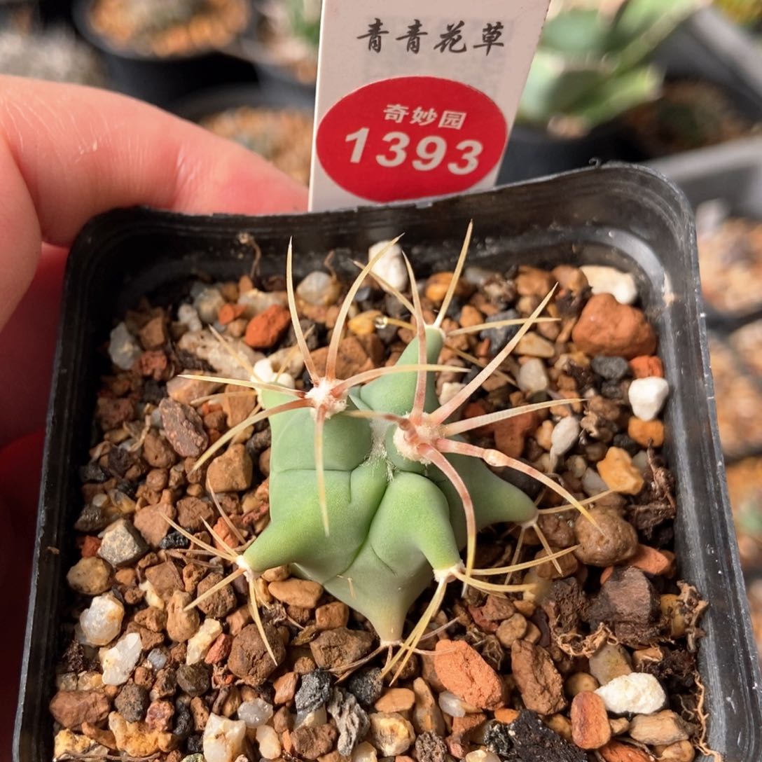 实生输入花刺春楼一颗仙人球