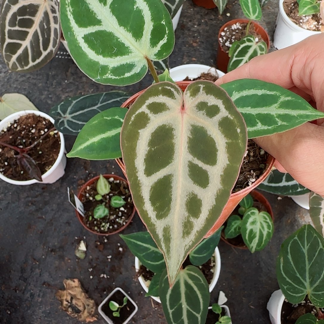 完全开放优选粉红红