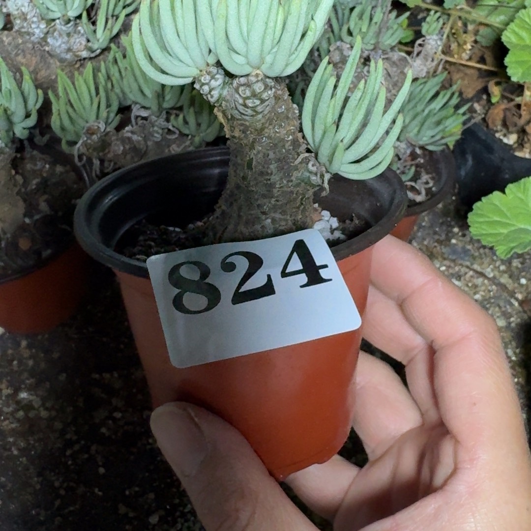 白象奇峰锦多肉植物