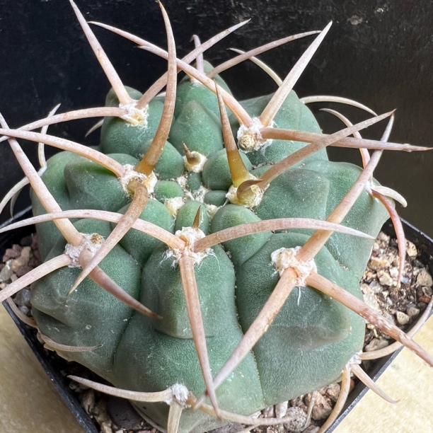 选拔豪刺三枪玉实生仙人球多肉植物绿植盆栽花卉龙舌兰