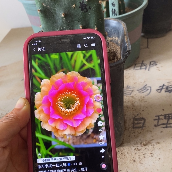 掌嫁接粉橙彩草一颗