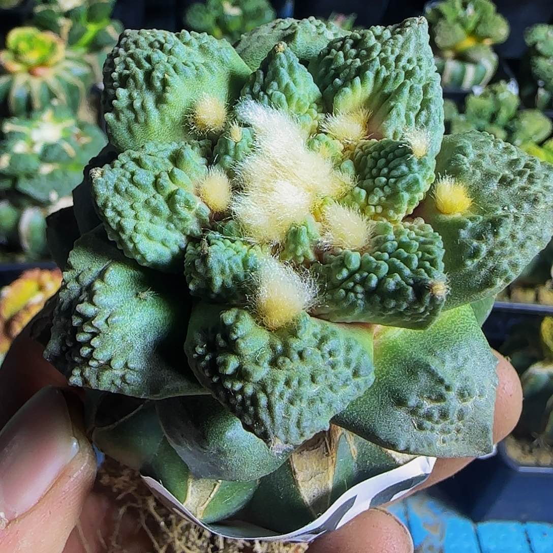 哥斯拉979仙人球开花