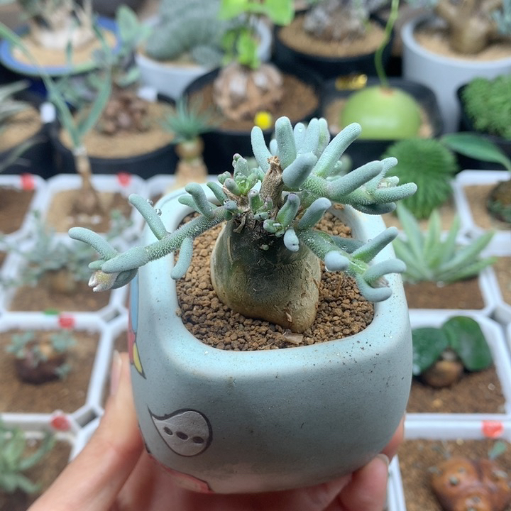 淡青霜母本脱土多肉