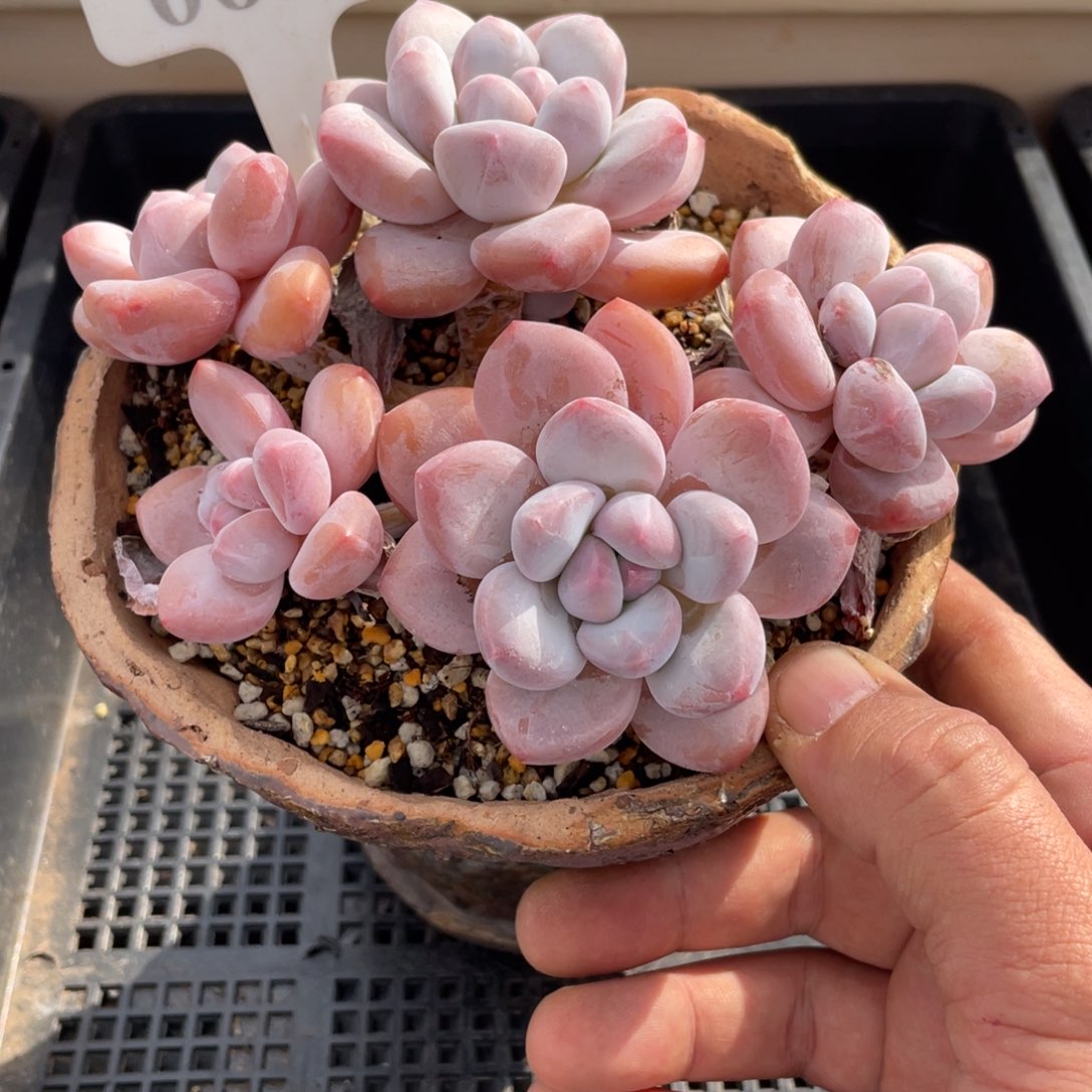 068香水不带盆14厘米