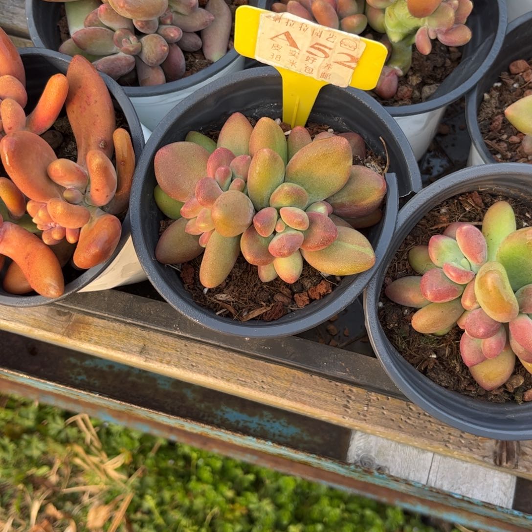 岁***࿐多肉植物11111芒果奶