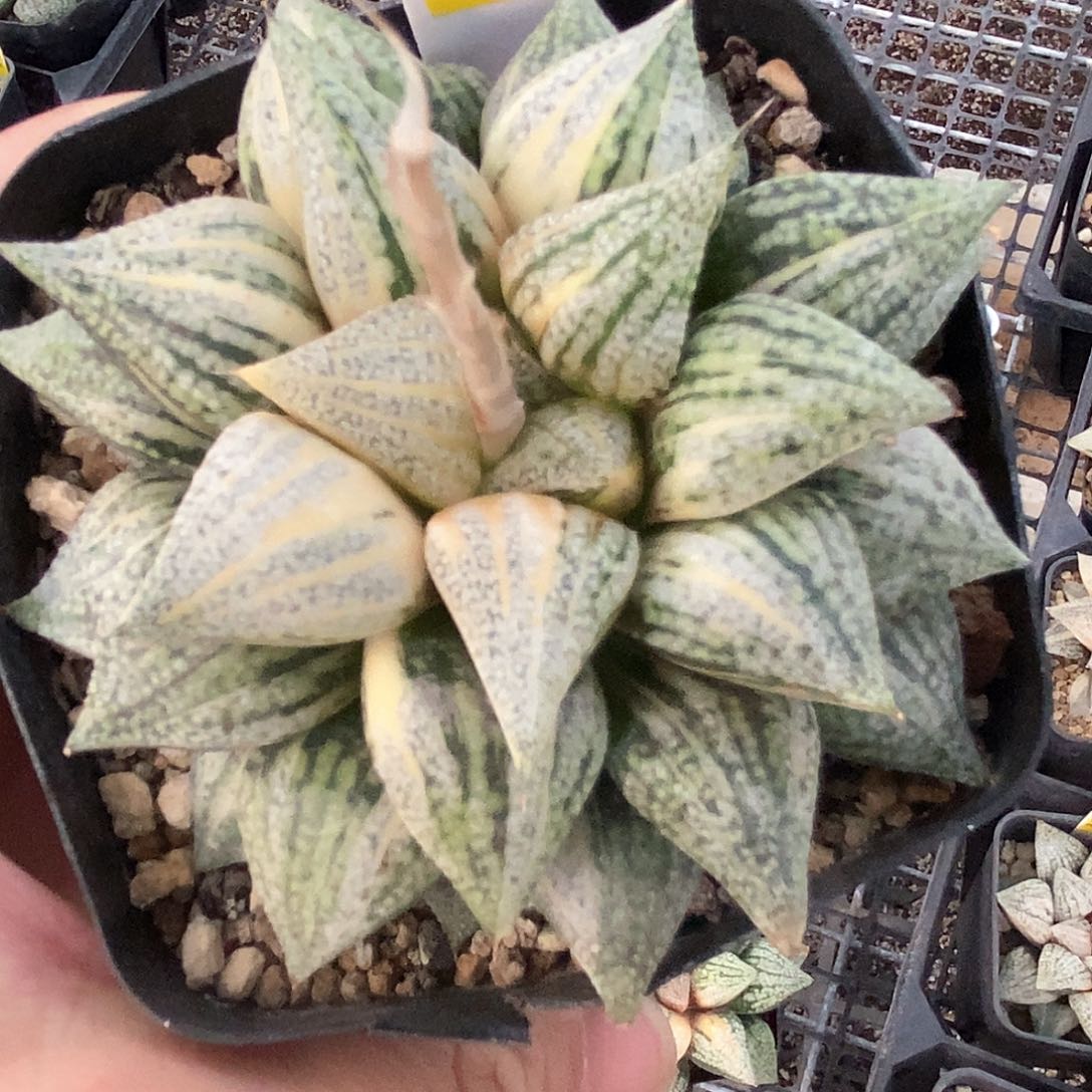 309号实生白银锦一物一
