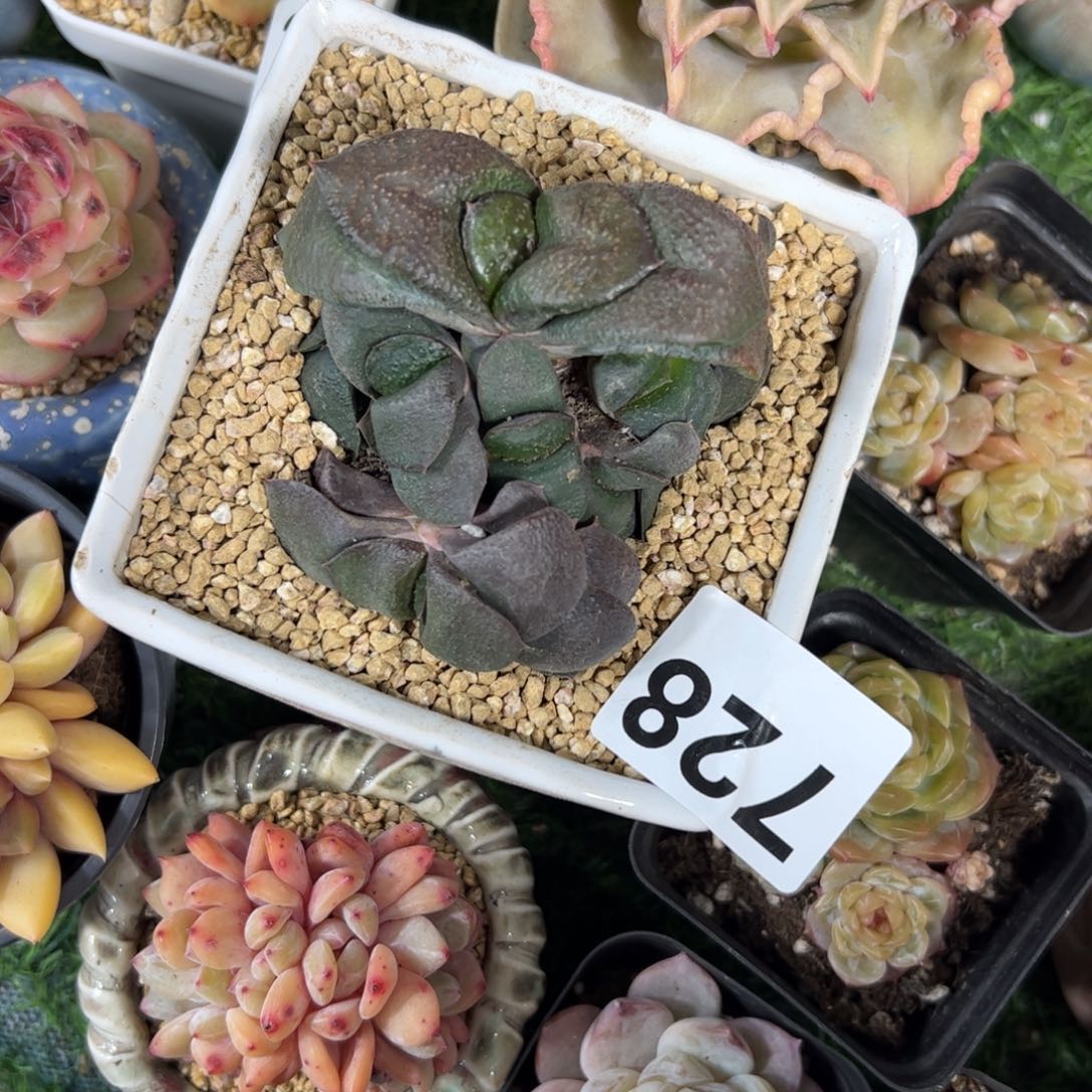 得****728 满38包邮一物一拍