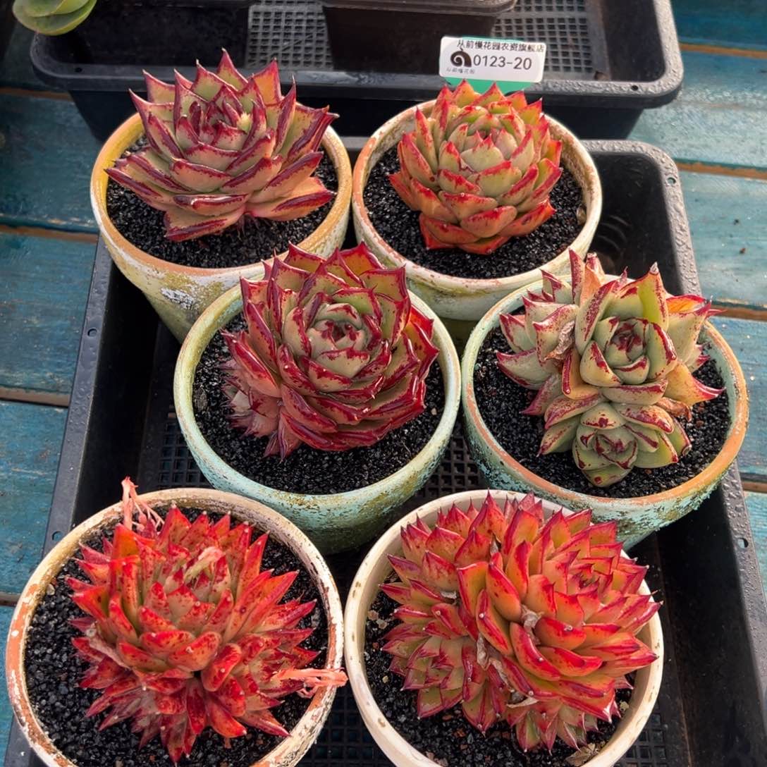 从前慢多肉精选编号0123.20