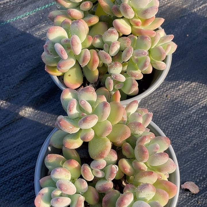 三日月美人多肉植物194