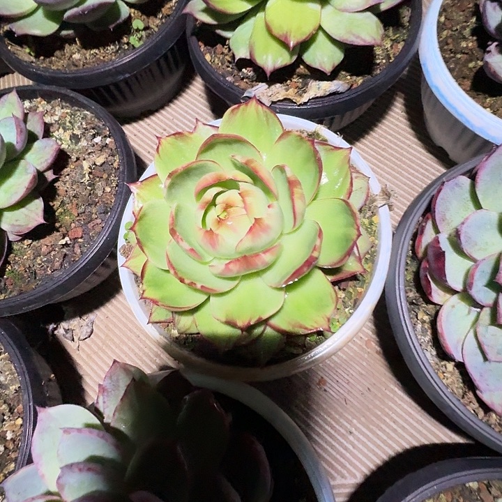 多肉植物惊鸿仙子