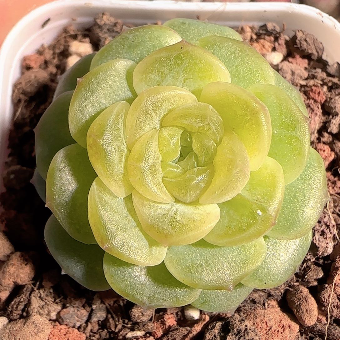 多肉1206-12无尽灯