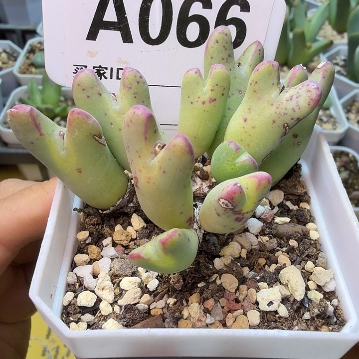 066。满38包邮肉锥