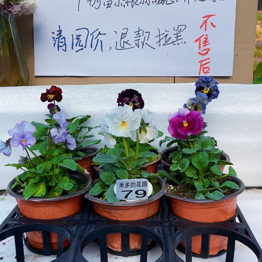 大部分花苞少量开放79