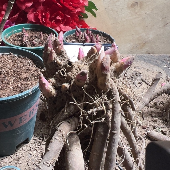 完全开放扬妃出浴