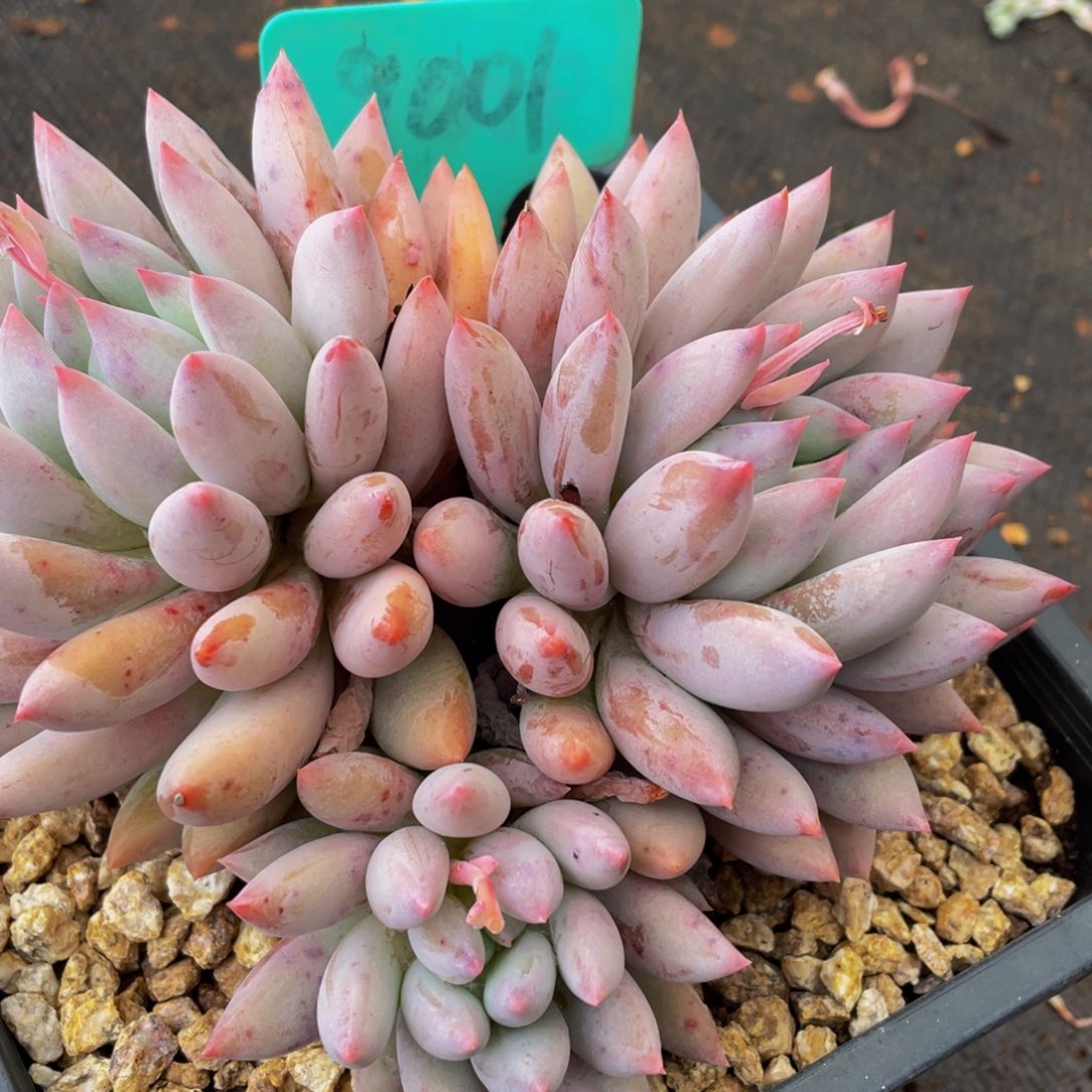 9001上午多肉植物