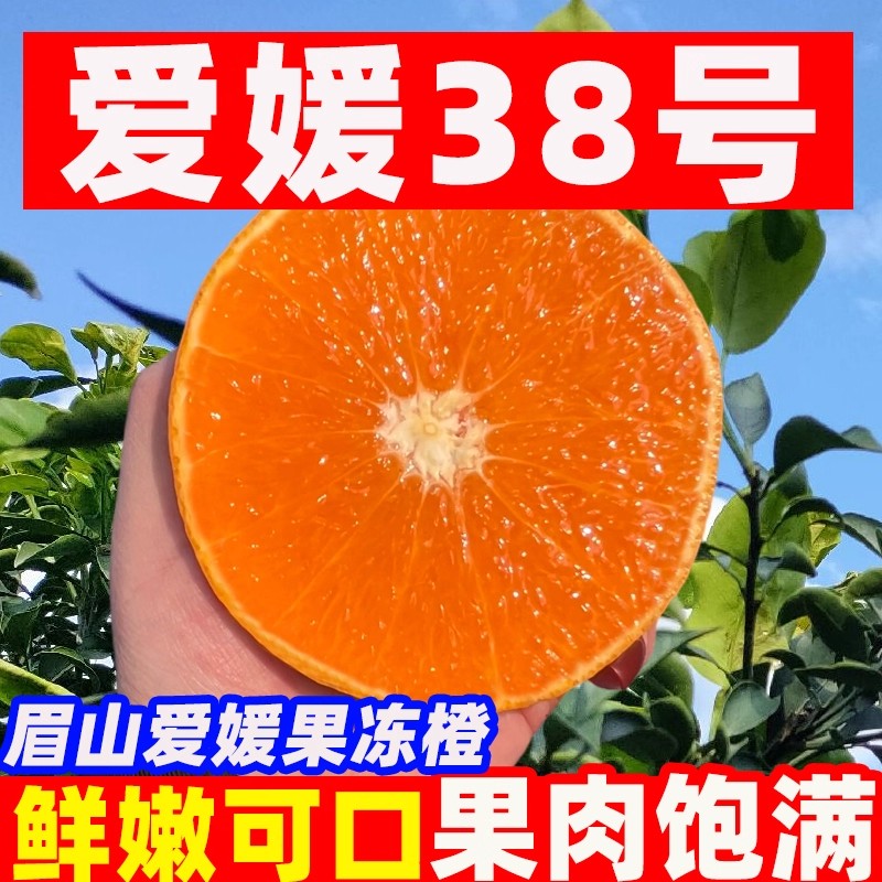 【陈江河会长】四川眉山爱媛38号果冻橙现摘现发产地直发