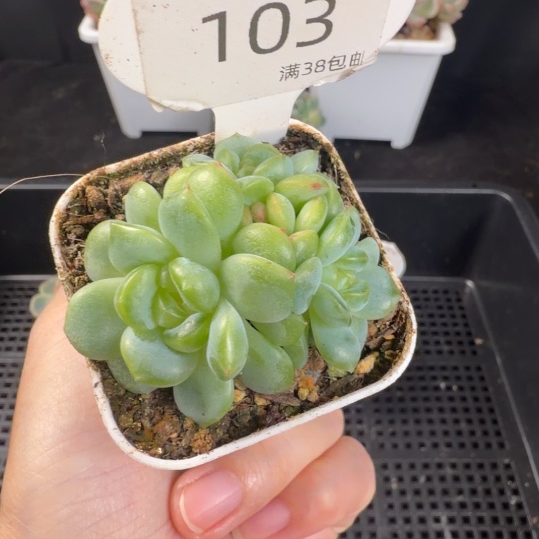 瑶瑶珍妮三头群103号