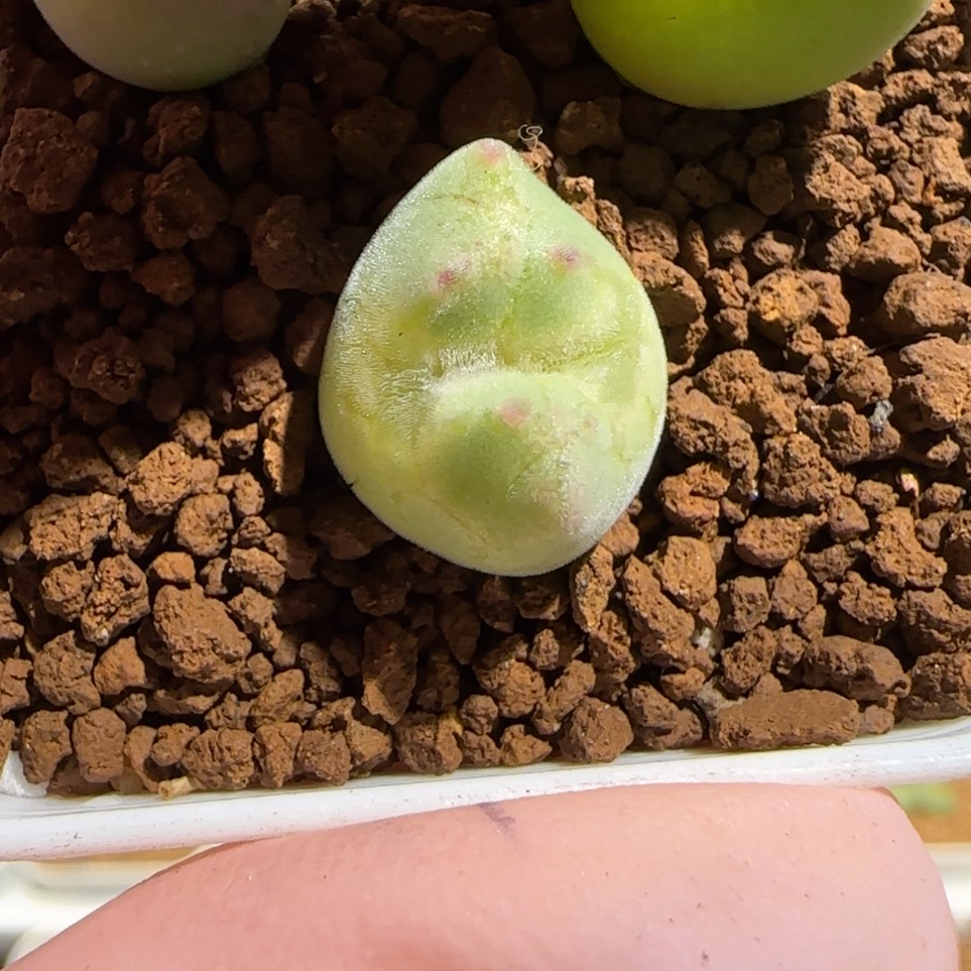 吧****肉锥多肉植物组合-ap空蝉892